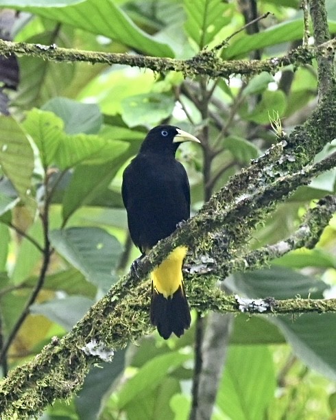 Yellow-rumped Cacique (Amazonian) - ML614503180