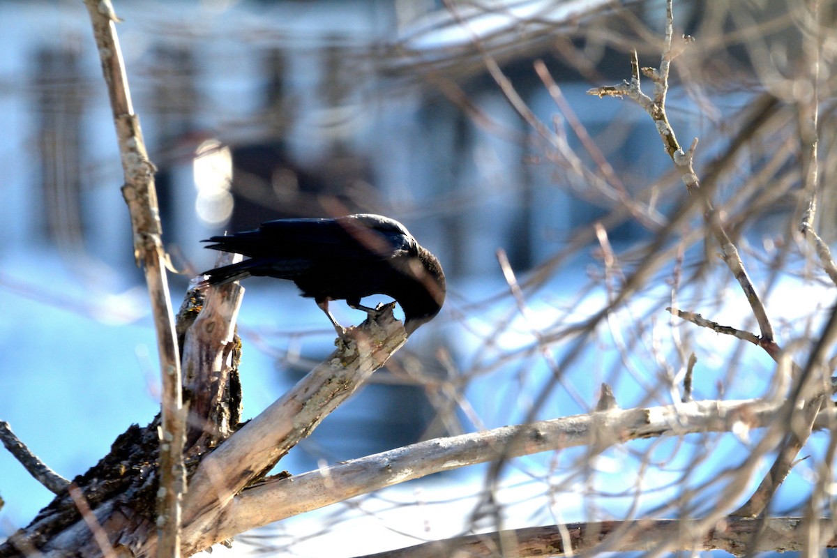 American Crow - ML614503192