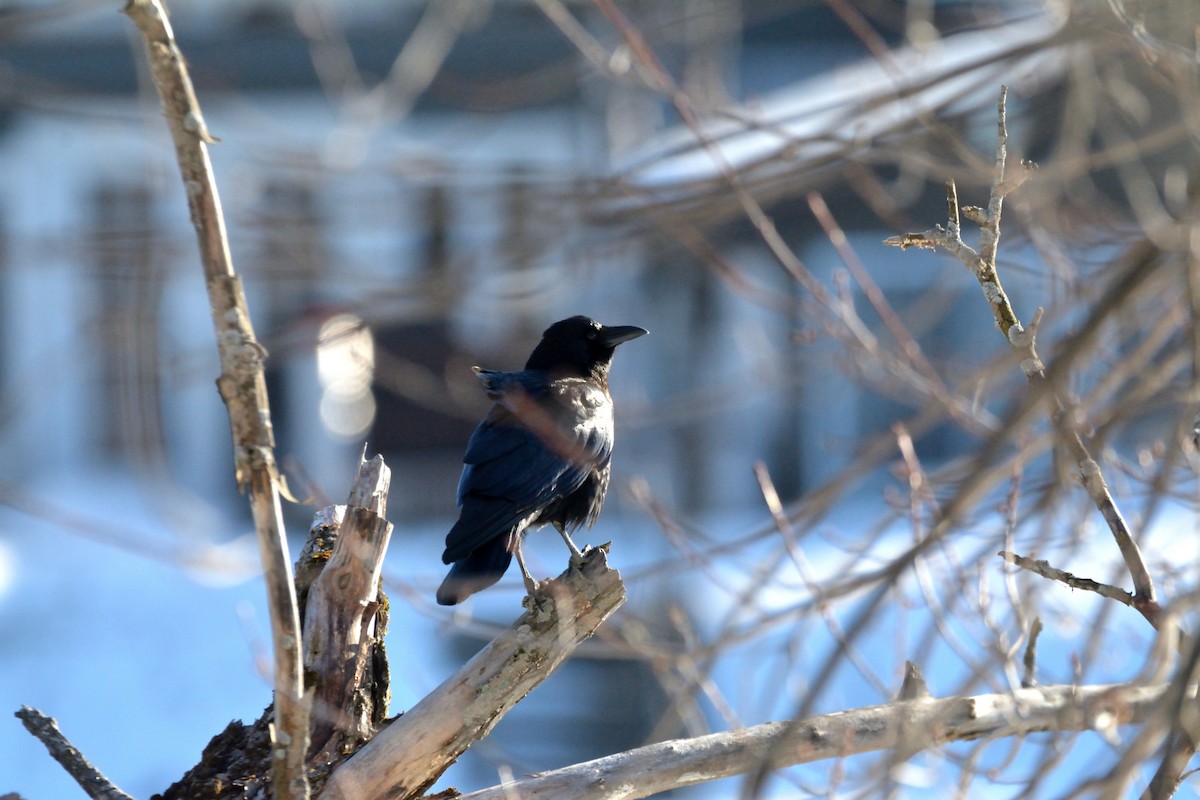 American Crow - ML614503193