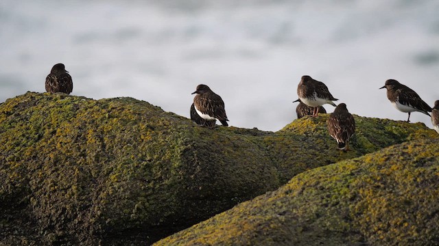 Black Turnstone - ML614503261