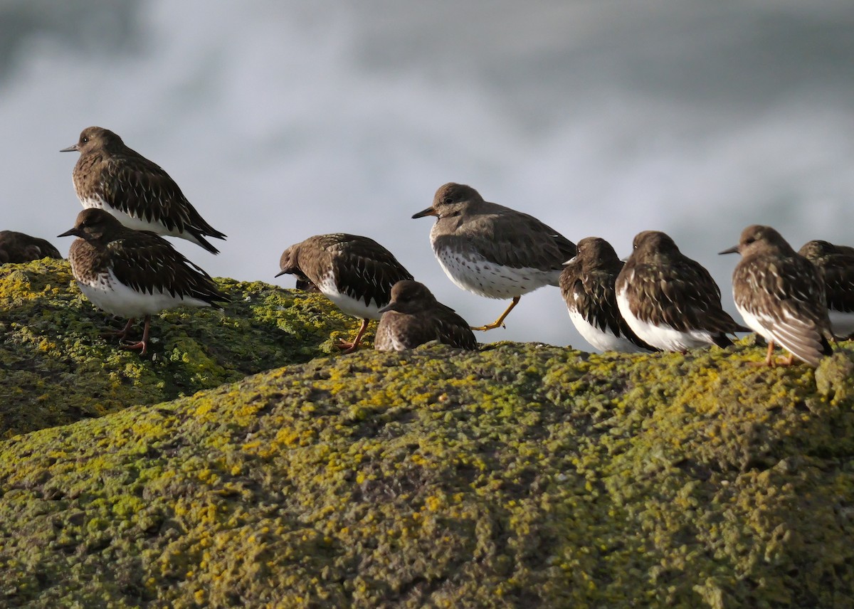 Surfbird - ML614503268