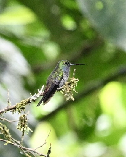 kolibřík zelenohřbetý - ML614503270