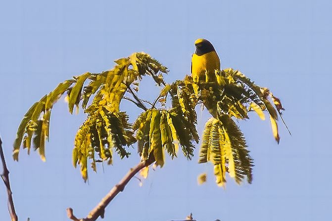 West Mexican Euphonia - ML614503345