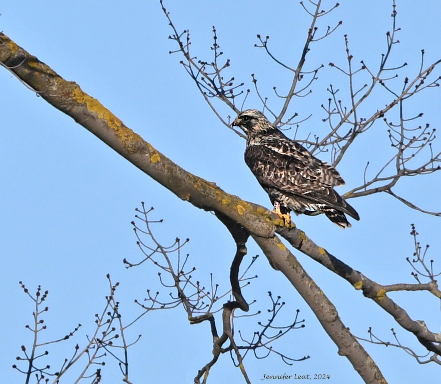 Rough-legged Hawk - Jennifer Leat