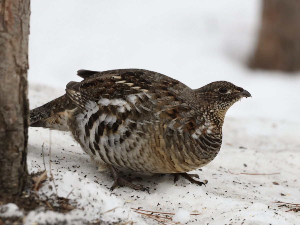 Ruffed Grouse - ML614503439