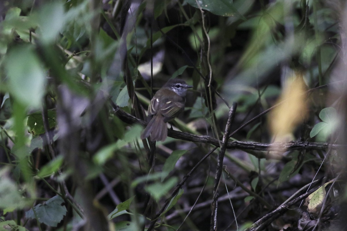 Jamaican Elaenia - Max Epstein