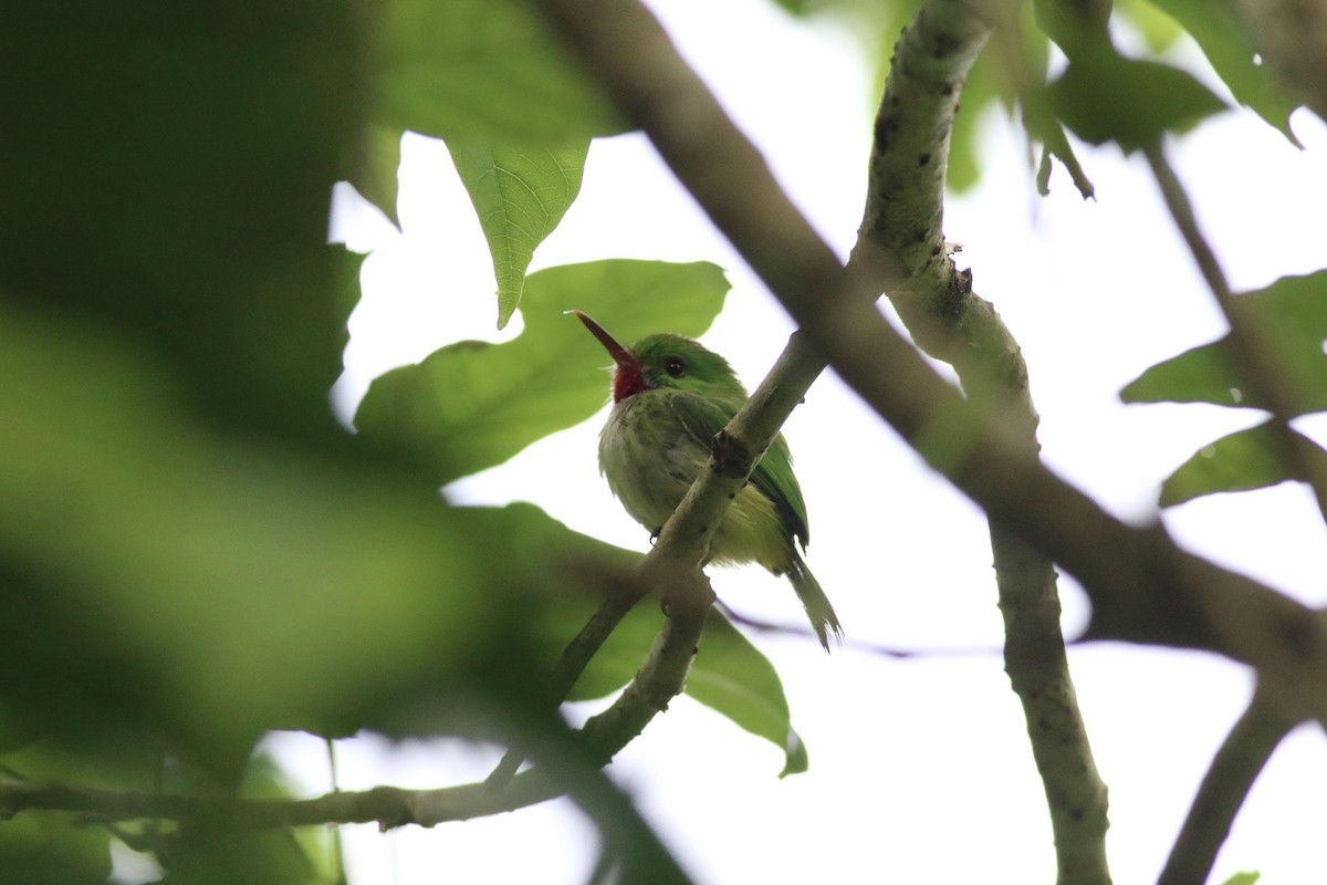 Jamaican Tody - ML614503643