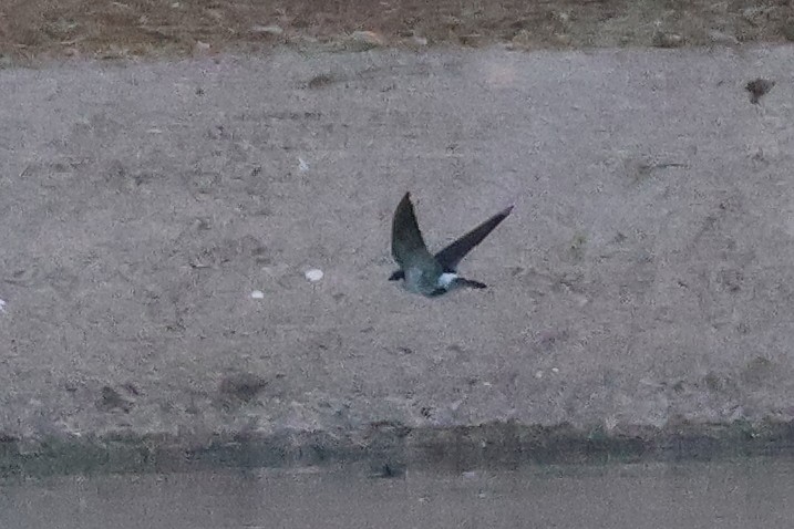 Violet-green Swallow - ML614503690
