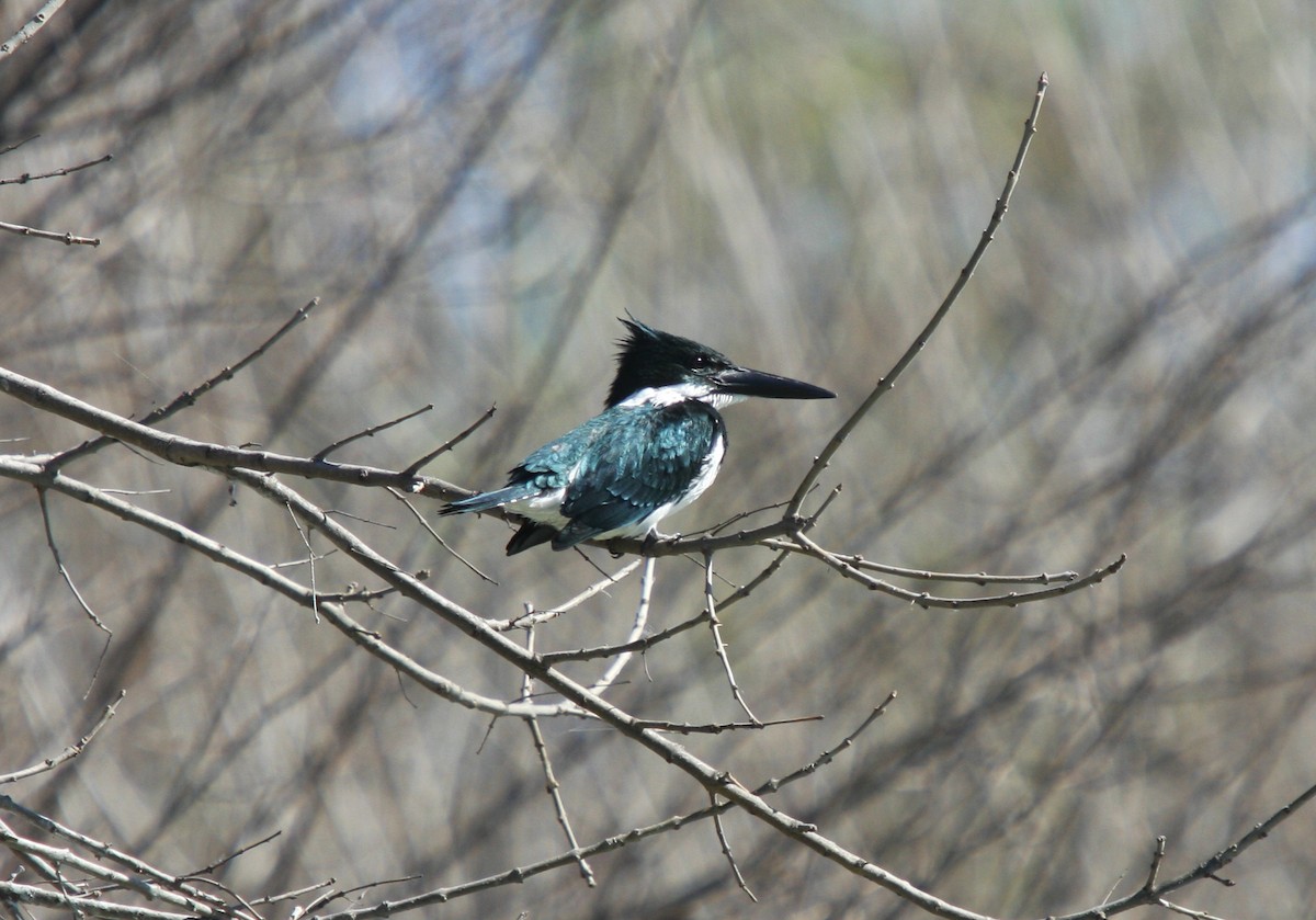 Amazon Kingfisher - ML614503723