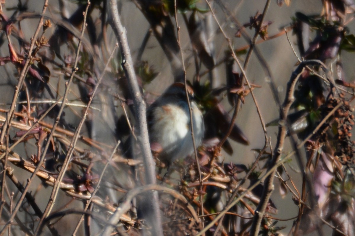 American Tree Sparrow - ML614503756