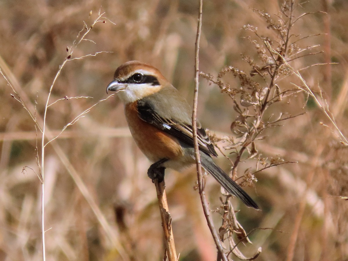 Bull-headed Shrike - ML614503776