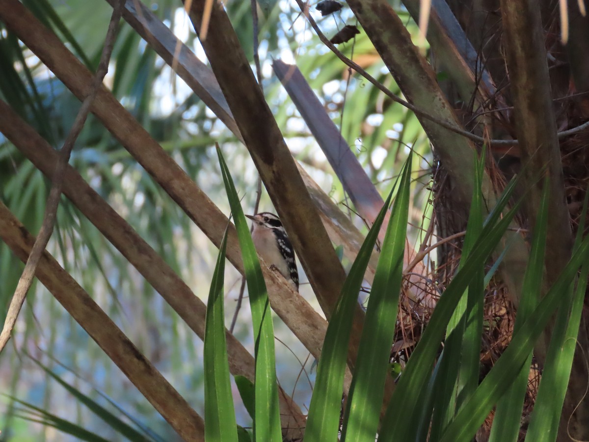 Downy Woodpecker - ML614503814