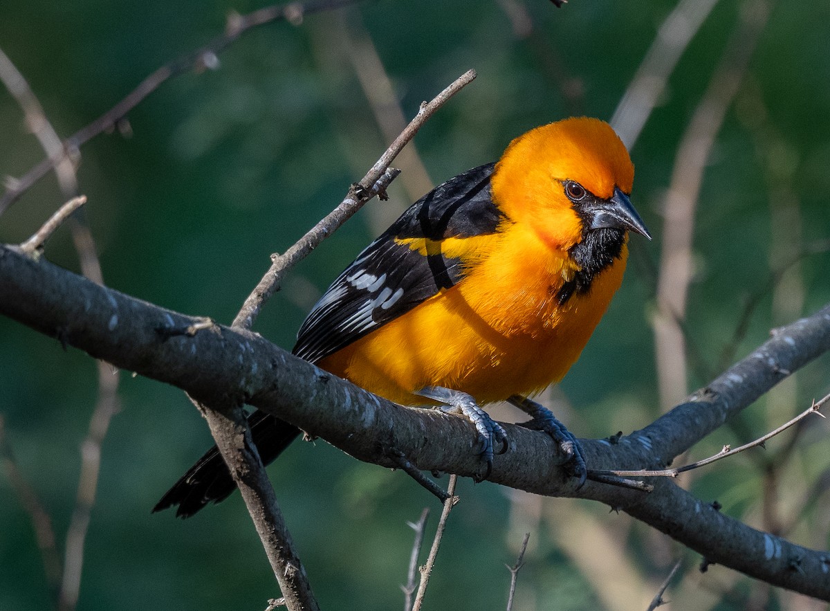 Altamira Oriole - Michael  Hingerty