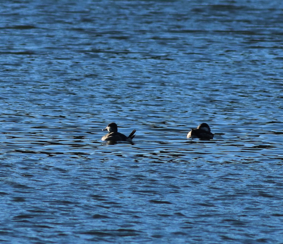 Ruddy Duck - John & Ivy  Gibbons