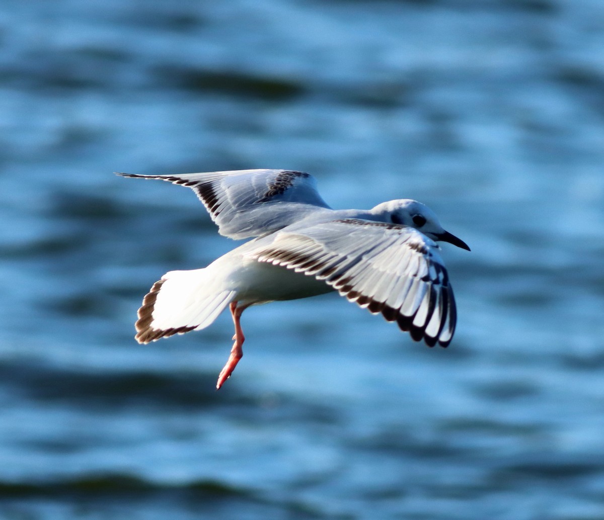 Bonaparte's Gull - John & Ivy  Gibbons