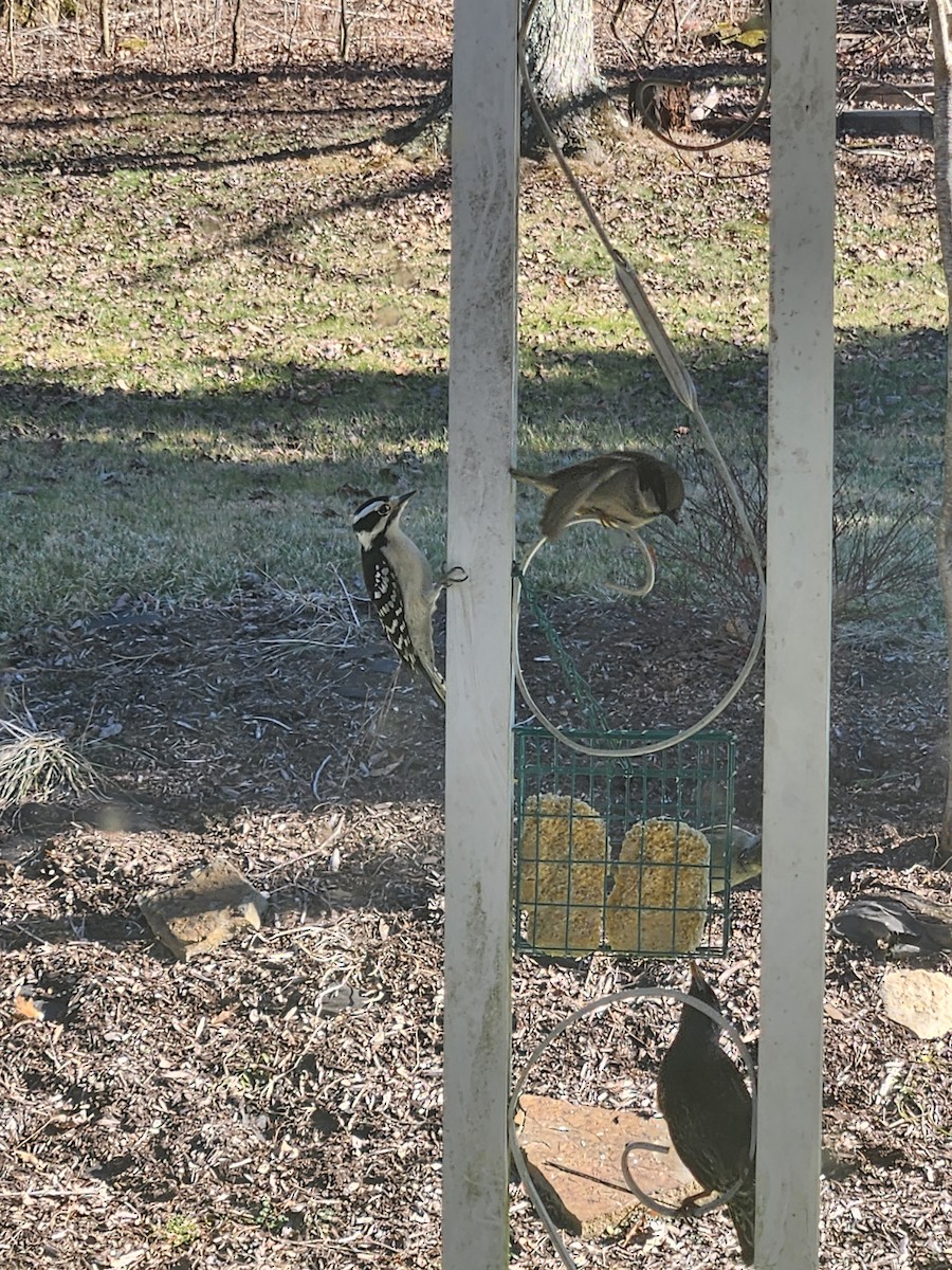 Downy Woodpecker - ML614503853