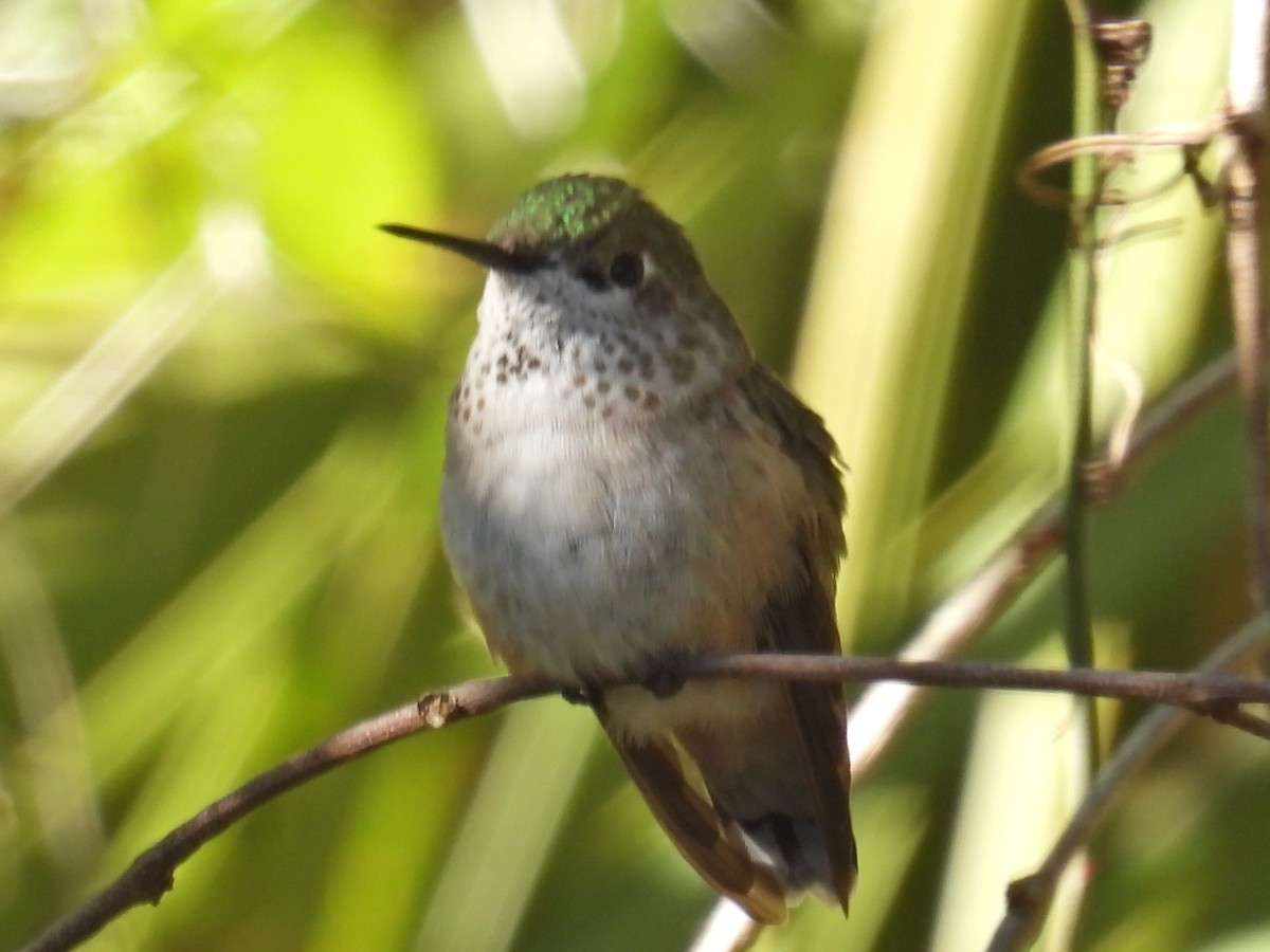 Calliope Hummingbird - c c