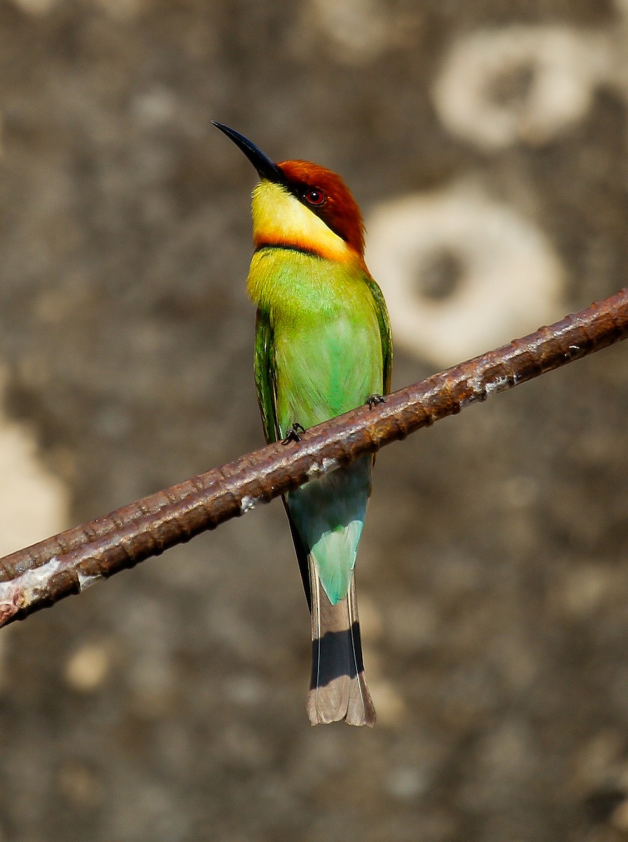 Chestnut-headed Bee-eater - Neoh Hor Kee