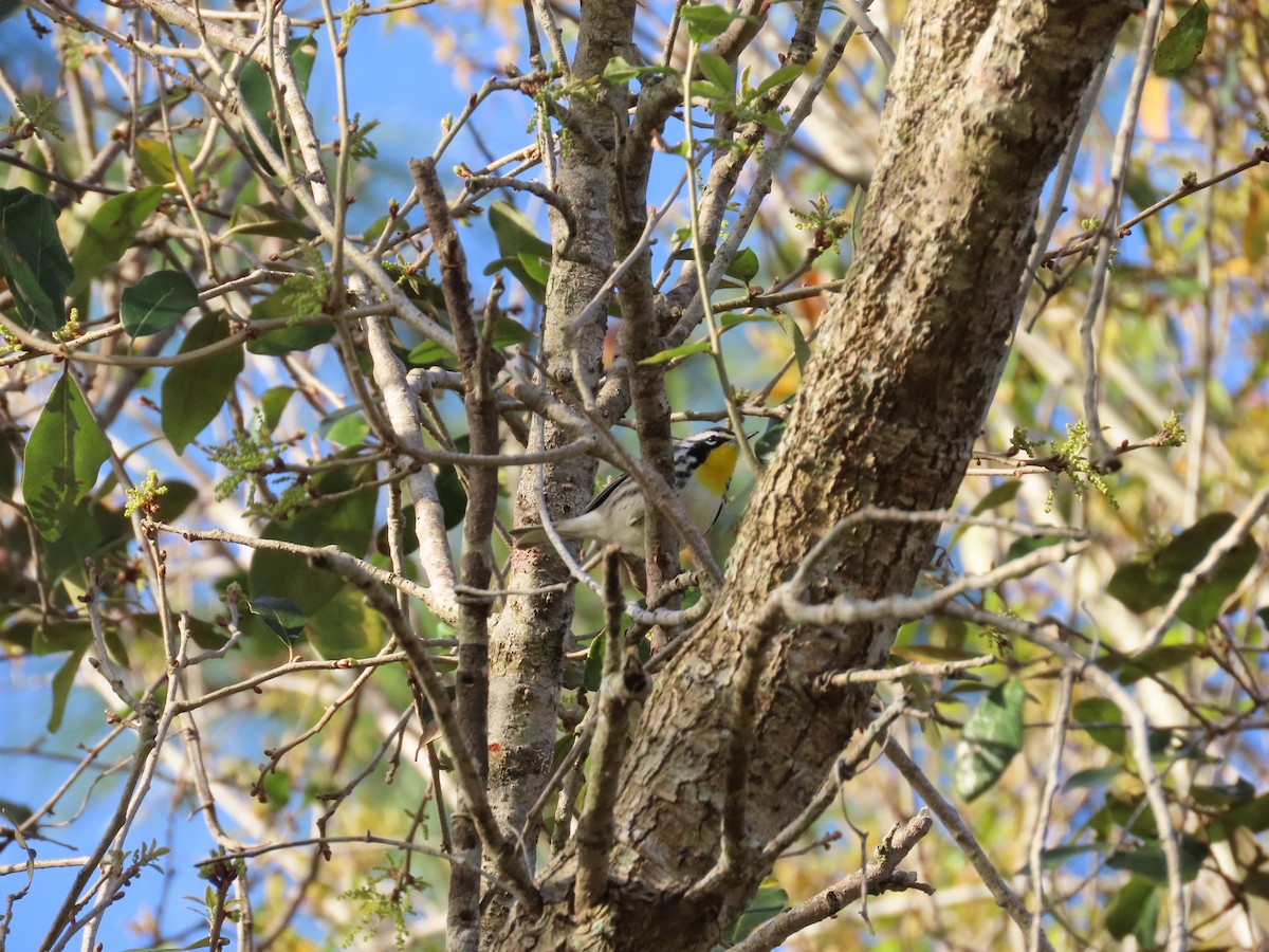 Yellow-throated Warbler - ML614503915