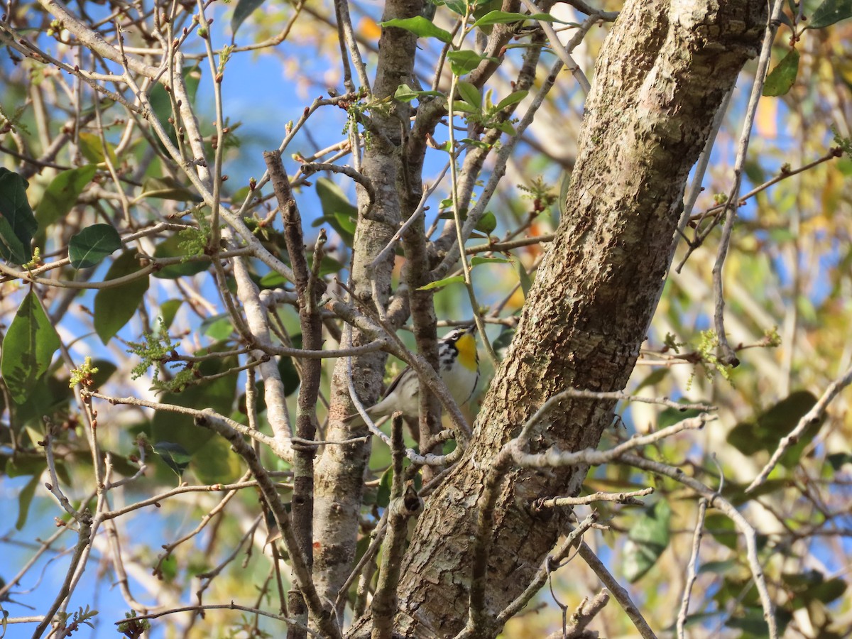 Yellow-throated Warbler - ML614503917