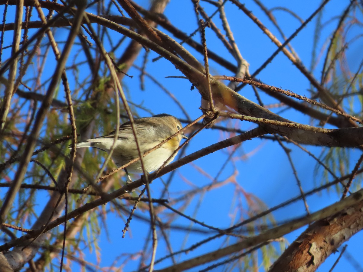 Yellow-rumped Warbler - ML614503929