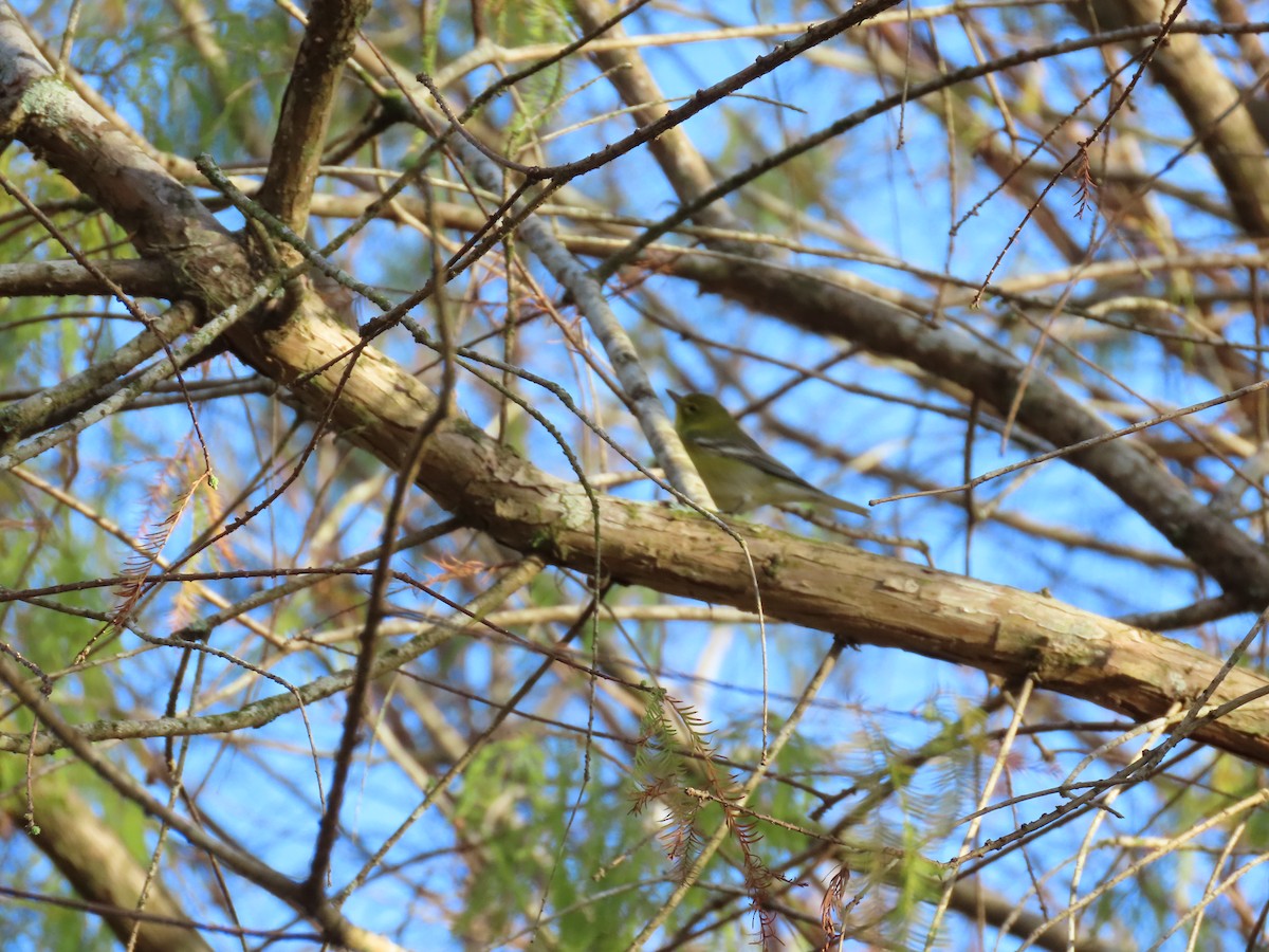 Pine Warbler - Robin Potvin