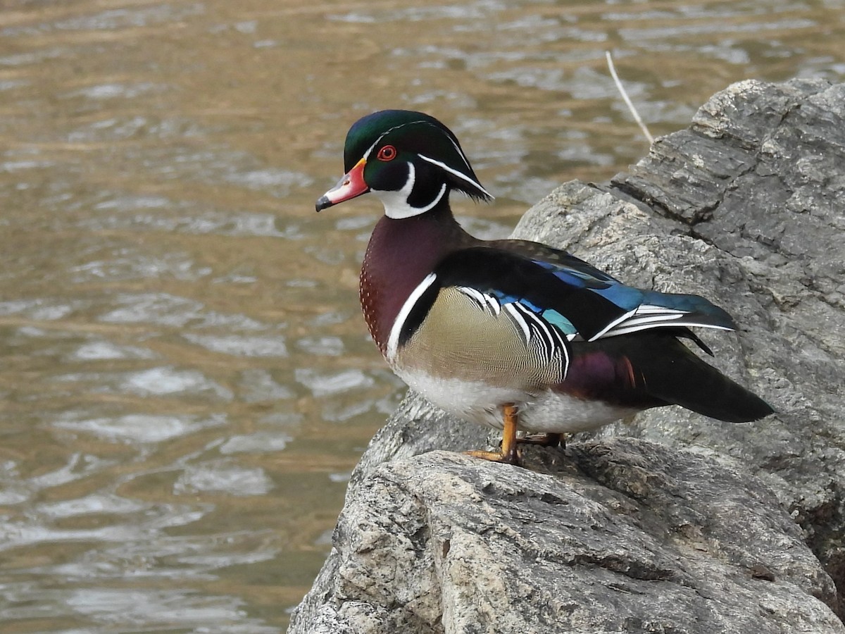 Wood Duck - ML614503944