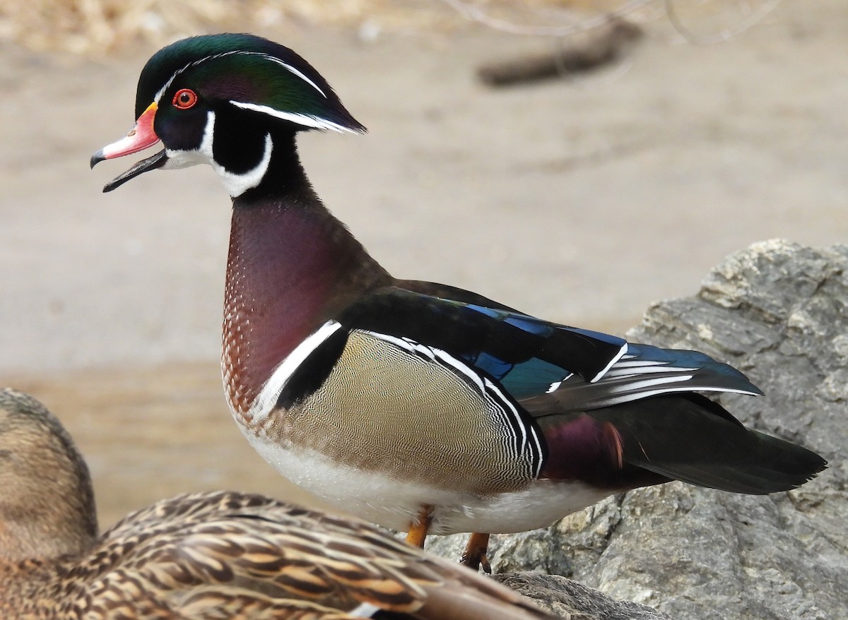 Wood Duck - ML614503945