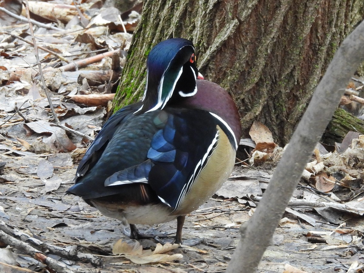 Wood Duck - ML614503946