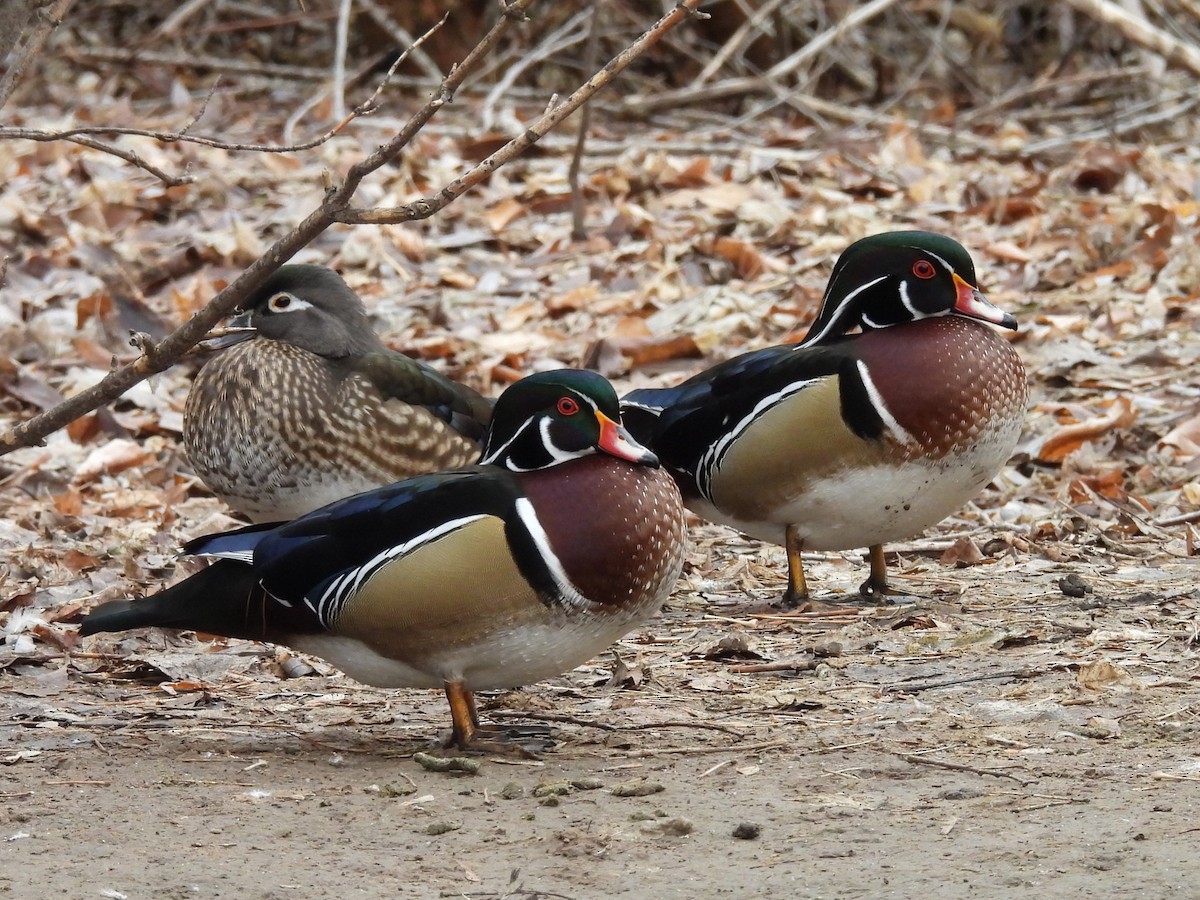 Wood Duck - ML614503947