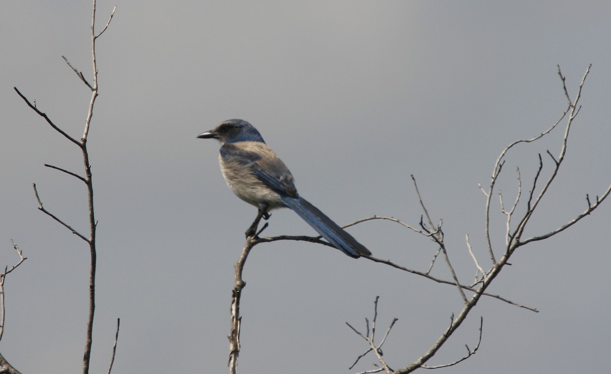 Florida Scrub-Jay - ML614503997