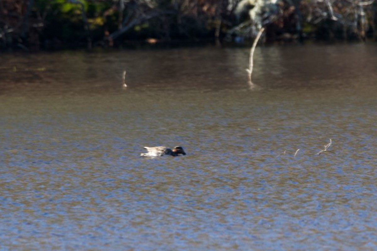 Green-winged Teal - ML614504005