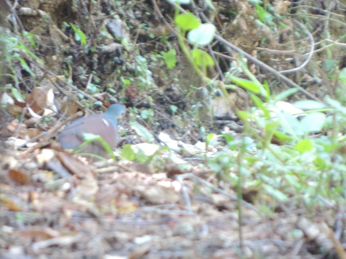 Buff-fronted Quail-Dove - ML614504076