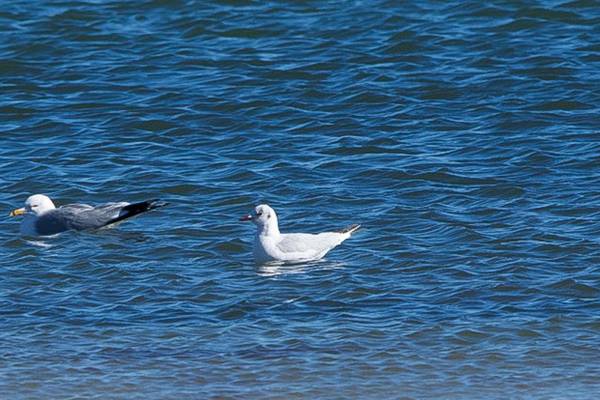 Mouette rieuse - ML614504081