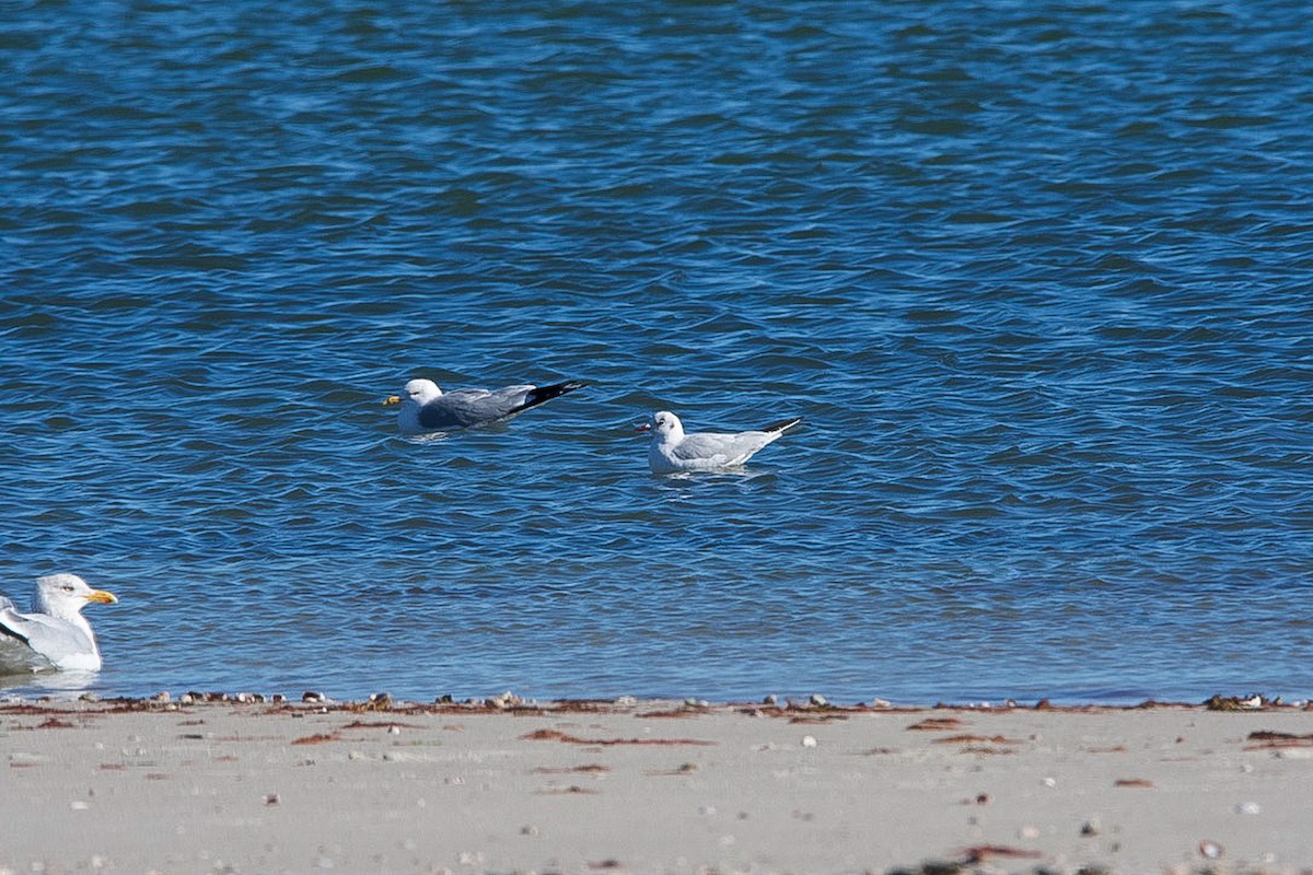 Mouette rieuse - ML614504082