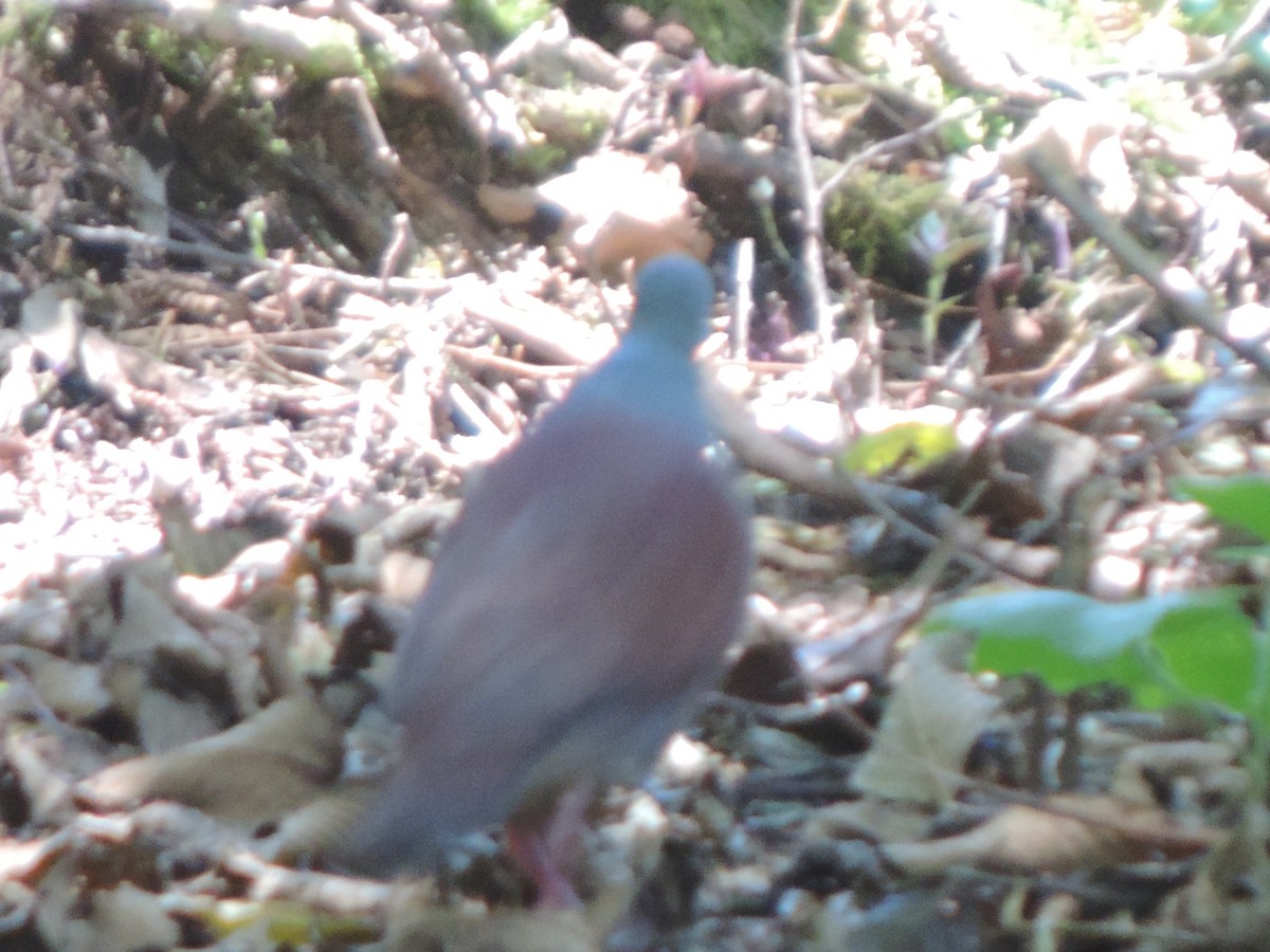 Buff-fronted Quail-Dove - ML614504097