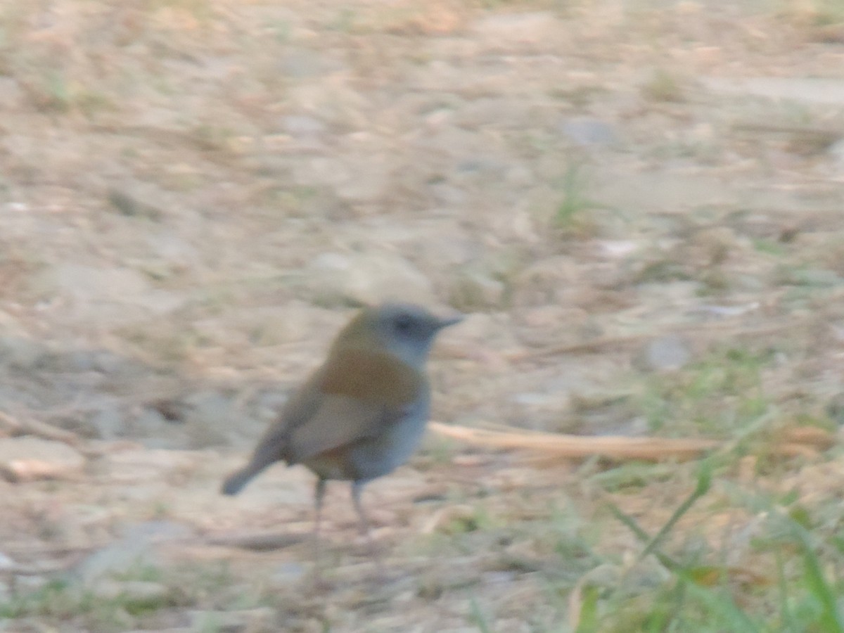 Black-billed Nightingale-Thrush - ML614504156