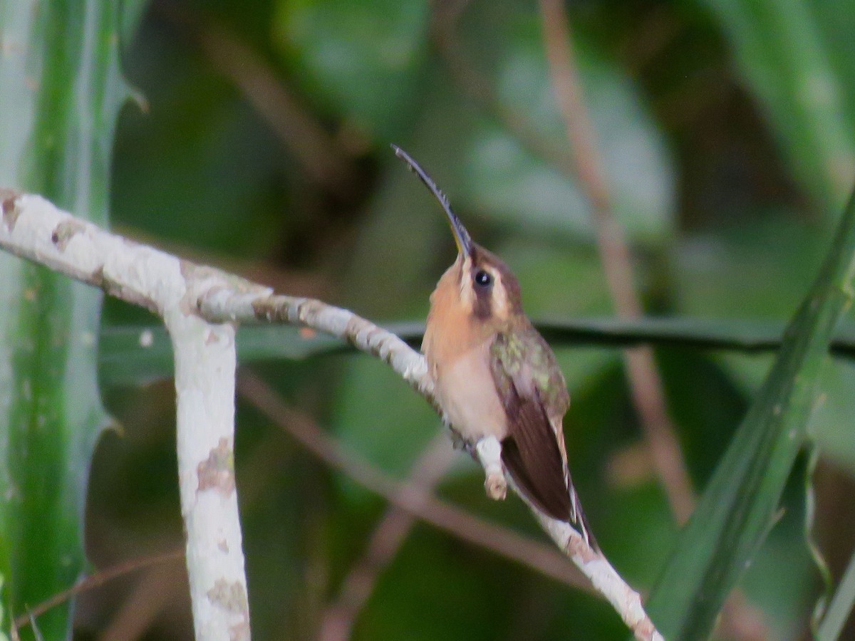 kolibřík hnědohrdlý - ML614504185