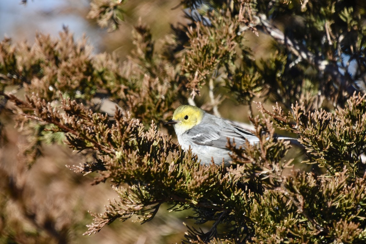 Hermit Warbler - ML614504261