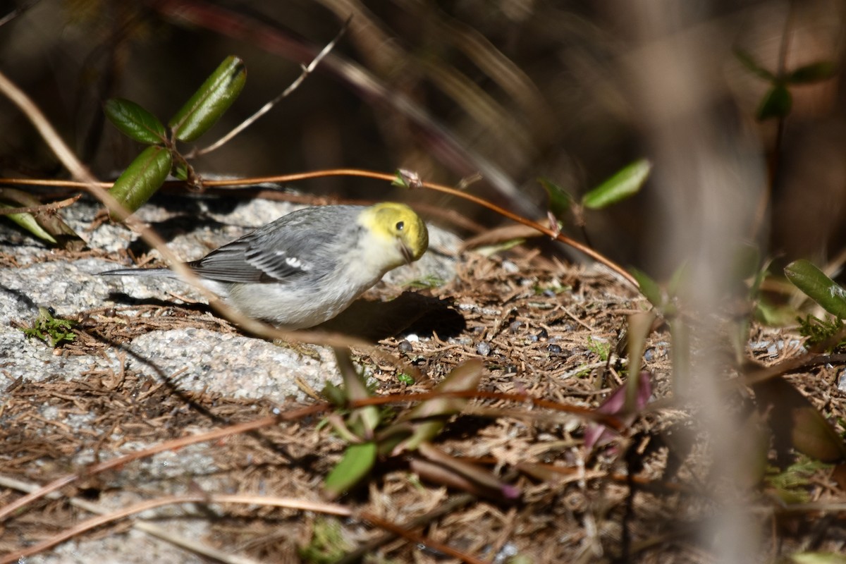 Hermit Warbler - ML614504262