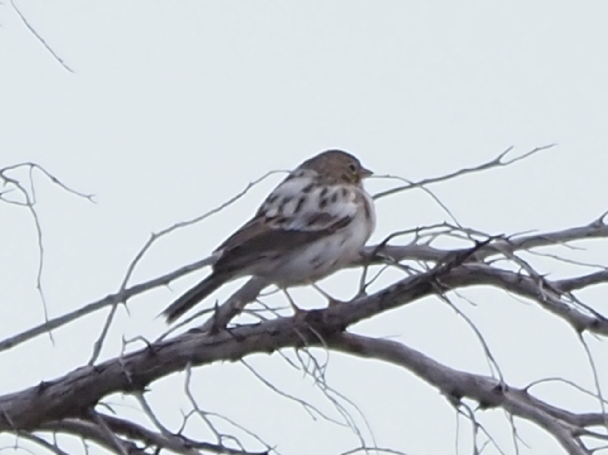 Vesper Sparrow - CV Sylvan