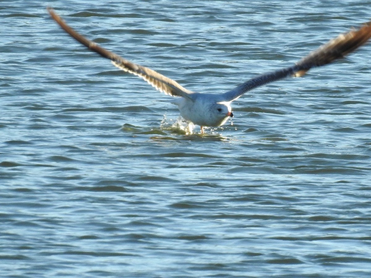 Ring-billed Gull - ML614504339