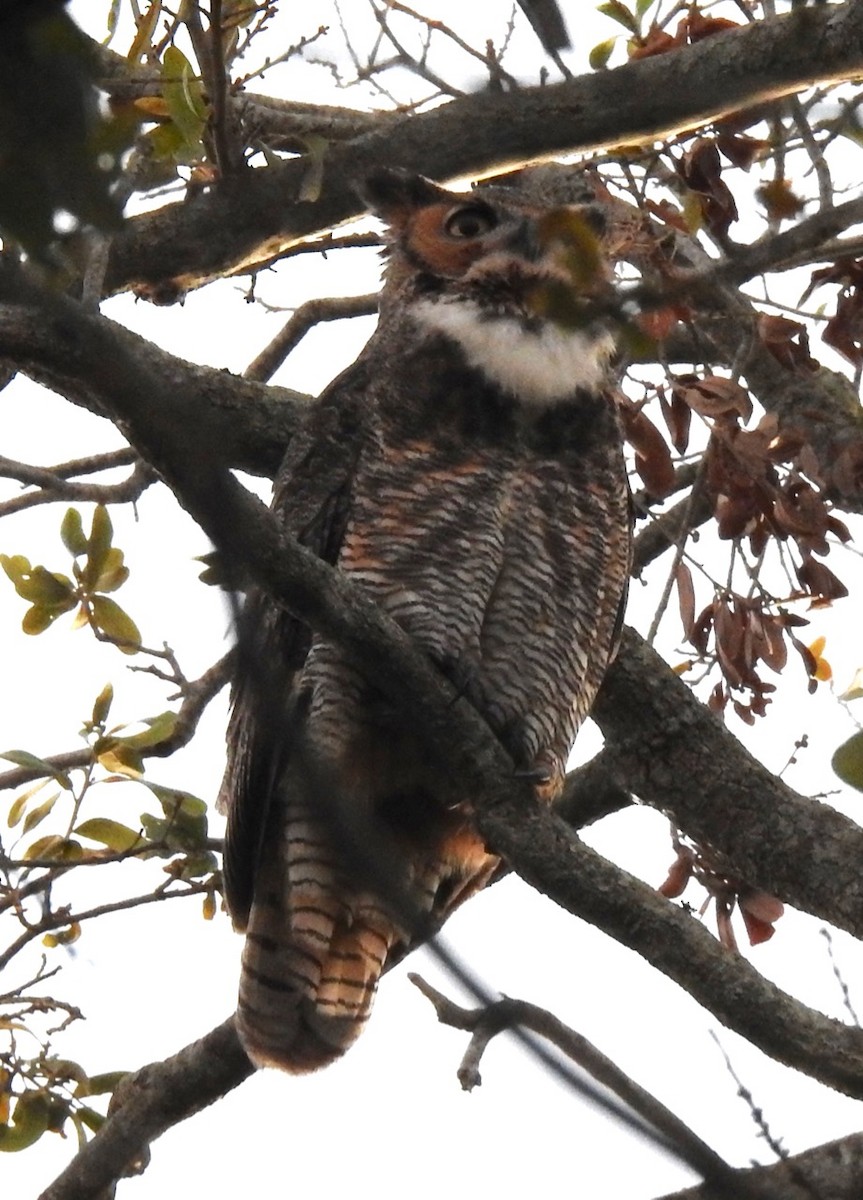 Great Horned Owl - ML614504357