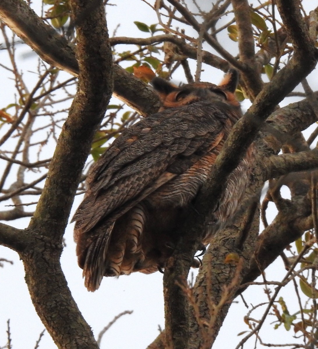 Great Horned Owl - ML614504359