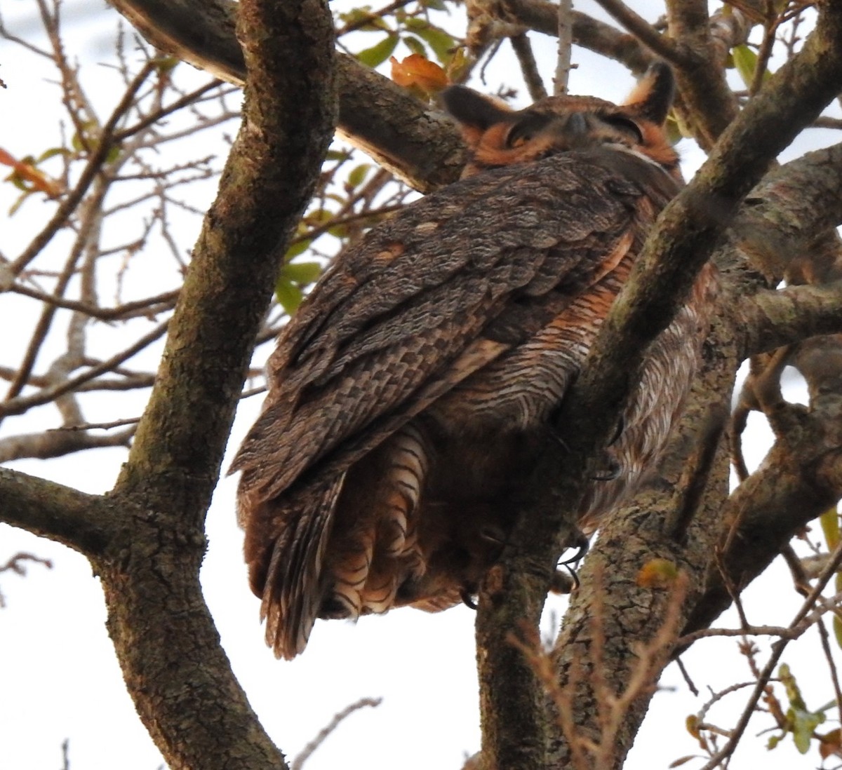 Great Horned Owl - ML614504360