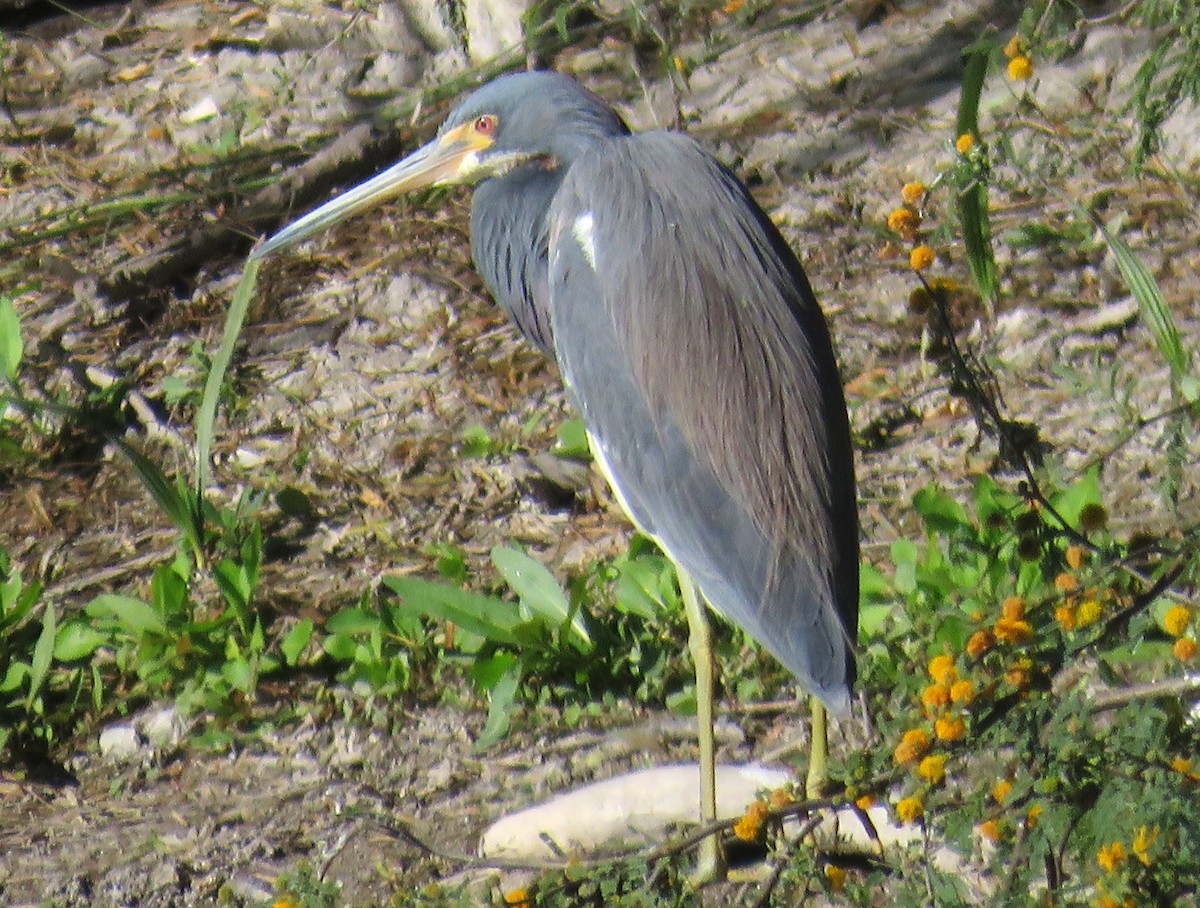 Tricolored Heron - ML614504388