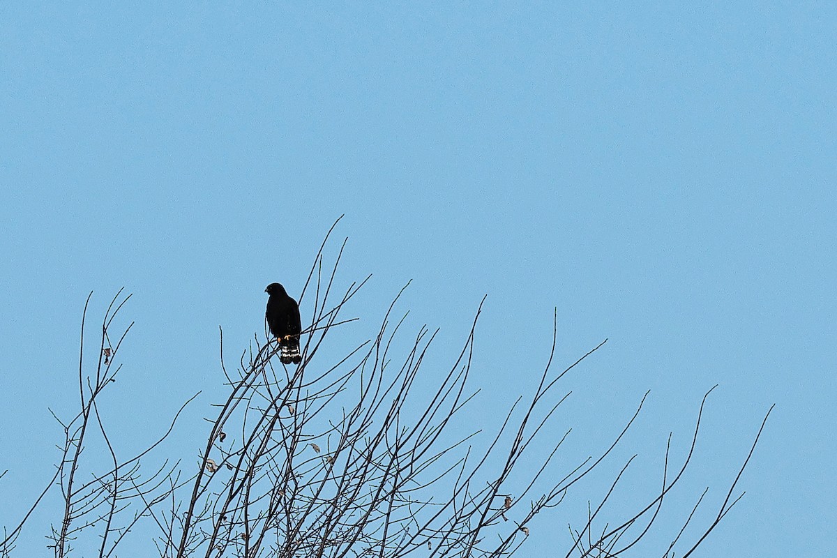 Rough-legged Hawk - ML614504436