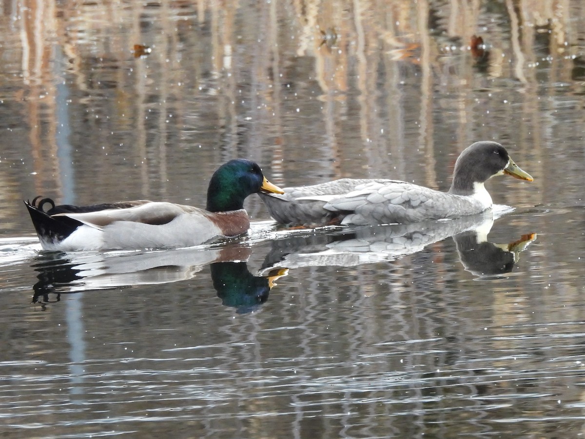 tanımsız patka (Anatidae sp.) - ML614504515