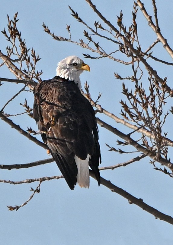 Bald Eagle - Jennifer Leat