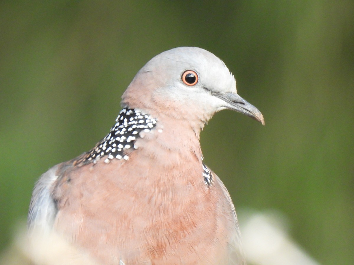 Spotted Dove - ML614504564